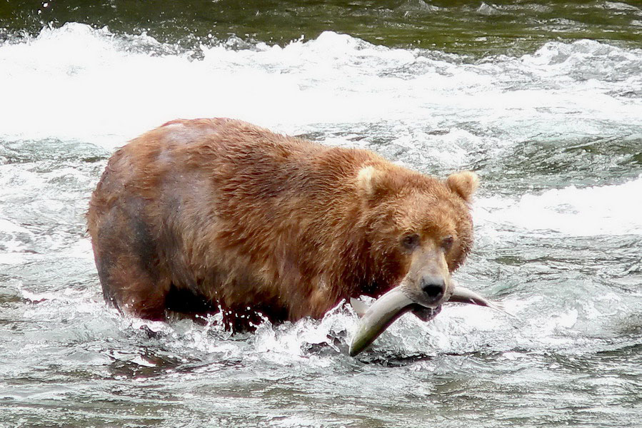 Alaska Katmai 93