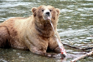 Grizzlis mangeant les saumons