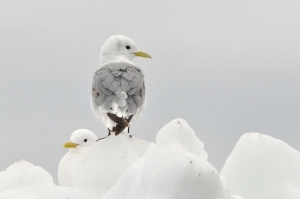 Les oiseaux...un peu beaucoup, passionnément