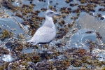 KODIAK oiseaux033