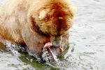 Alaska Katmai  177  1274